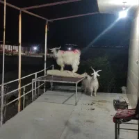 گمشده سرقت شده ایذه ایذه