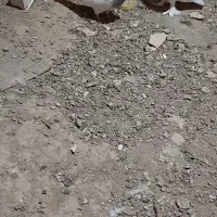 کبوتر‌طوقی|پرنده|نوبران, |دیوار