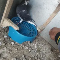 کبوتر یا کفتر|پرنده|شیراز, کوشک میدان|دیوار