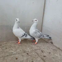نروماده جفتگاه