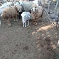 دو بره نر پرواری مخصوص داشت کشتن