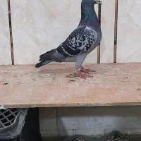 پلاکی|پرنده|اهواز, بهارستان|دیوار