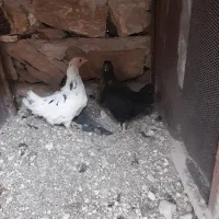 دوعددجوجه دوماهه بفروش میرسد