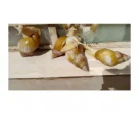 حلزون|خزنده|زابل, |دیوار