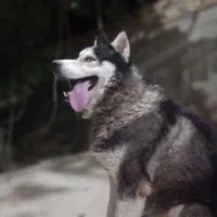 سگ هاسگی چشم آبی و باهوش|سگ|شیروان (خراسان), |دیوار