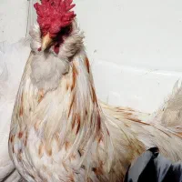 خروس گلین لری اصل