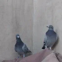 کفترنرماده پلاکی سبزپولکی قره چاپی کیلومتری هوایی|پرنده|مشهد, رضاشهر|دیوار