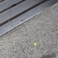 مدارک گم شده بنام محمد حاصلی