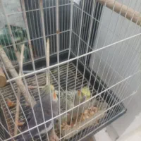 یک جفت عروس هلندی شوخ و بخون|پرنده|بافق, |دیوار