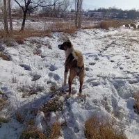 سگ ه|سگ|مشگین شهر, |دیوار