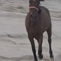 اسب