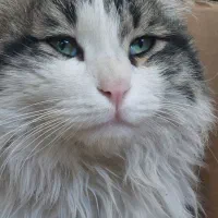 میکس پرشین کلاسیک