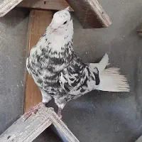 رنگی