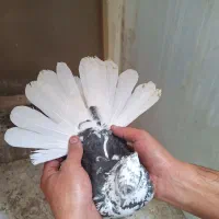 کفتر
