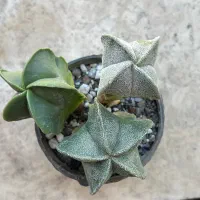 کاکتوس سوپر لوکس