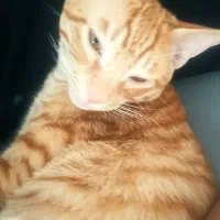 واگذاری گربه نارنجی|گربه|ساری, |دیوار