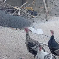 تعدادی بوقلمون برای فروش