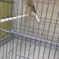 قناری نر و ماده  رسمی .