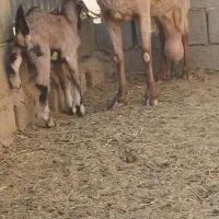 بزشیراوکره نرموقعیت بافق