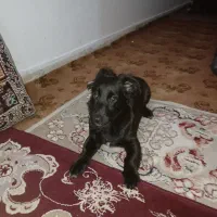سگ مشکی پا کوتا|سگ|مشهد, کوی سیدی|دیوار