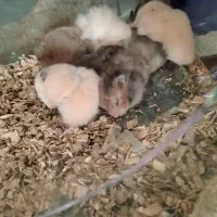 همستر و آکواریم