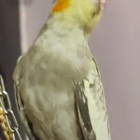 عروس هلندی ماده|پرنده|کارون, |دیوار