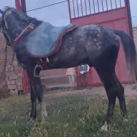 اسب خال دار