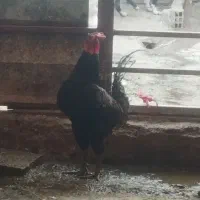 خروس دورگه
