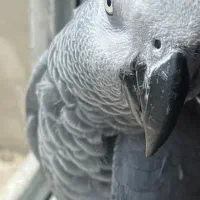 کاسکو ماده فول رام سخنگو