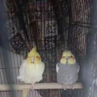 عروس هلندی مولد جفت