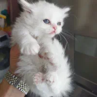 گربه های پرشین