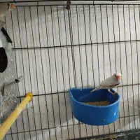 فنج|پرنده|قم, وادی السلام|دیوار