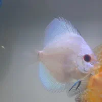 ماهی|ماهی|تهران, شمشیری|دیوار