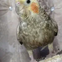 گمشده.عروس هلندی