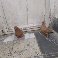 نرو ماده زرد