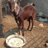 کهره نر،خورموج|حیوانات مزرعه|خورموج, |دیوار