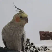 بلک فرایبود جمعه سیاه