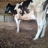 گاو بدون گوساله
