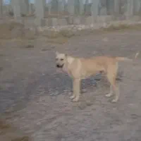 سرابی ماده
