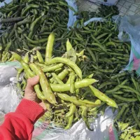 باقالی درجه یک زیر قیمت بازار