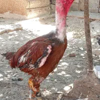 خروس لاری اصل