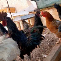 نژاد خروس ایام سمانی سیاه خالص  گوشتشم سیاهه|حیوانات مزرعه|محمدیه-قزوین, |دیوار