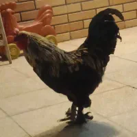 خروس پاپر