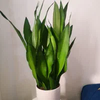 سانسوریا مهتابی حدودا 7 غلاف|گل و گیاه طبیعی|قم, انسجام|دیوار