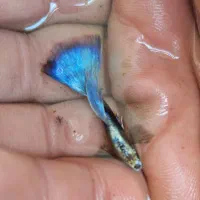 فروش انواع ماهی گوپی