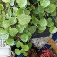 گل خانگی و آپارتمانی|گل و گیاه طبیعی|کیار, |دیوار