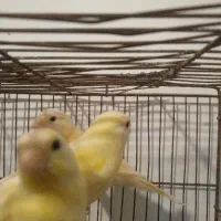 ۳ عدد قناری در حمیدیه