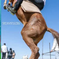 اسب مادیان کرد