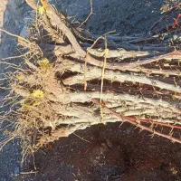 خریدار نهال زرشک کلی وجزعی