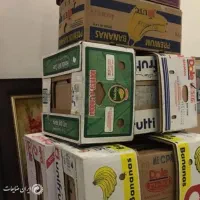 کارتن موز